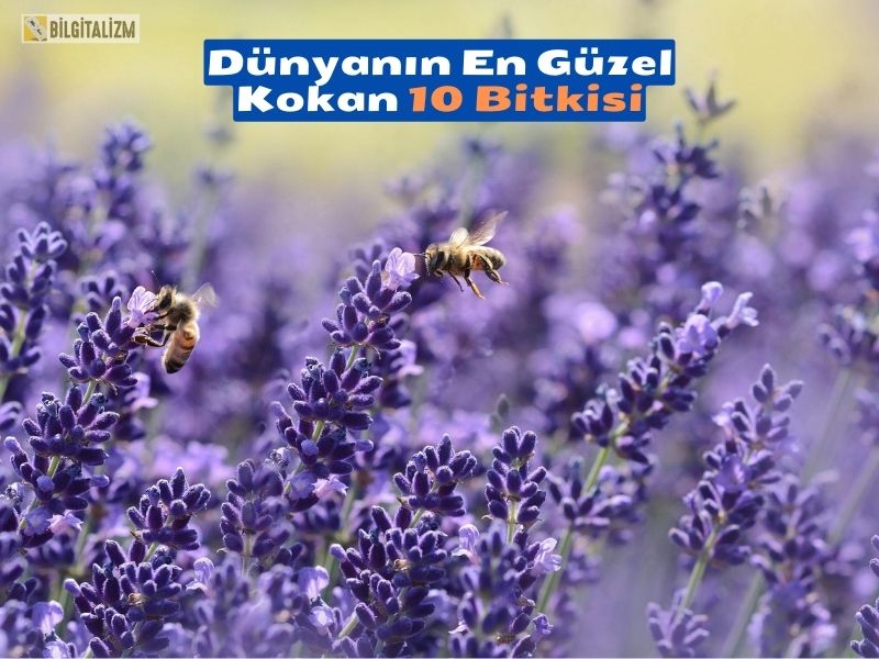 DÜNYANIN EN GÜZEL KOKAN 10 BİTKİSİ